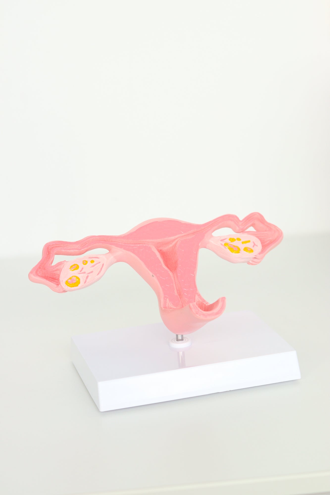 Uterus Anatomical Model