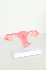 files-uterus-4-jpg