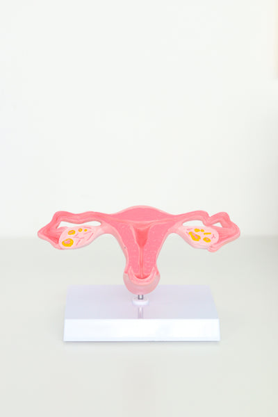 Uterus Anatomical Model