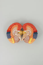 files-brain-lobe-model-third-view-jpg