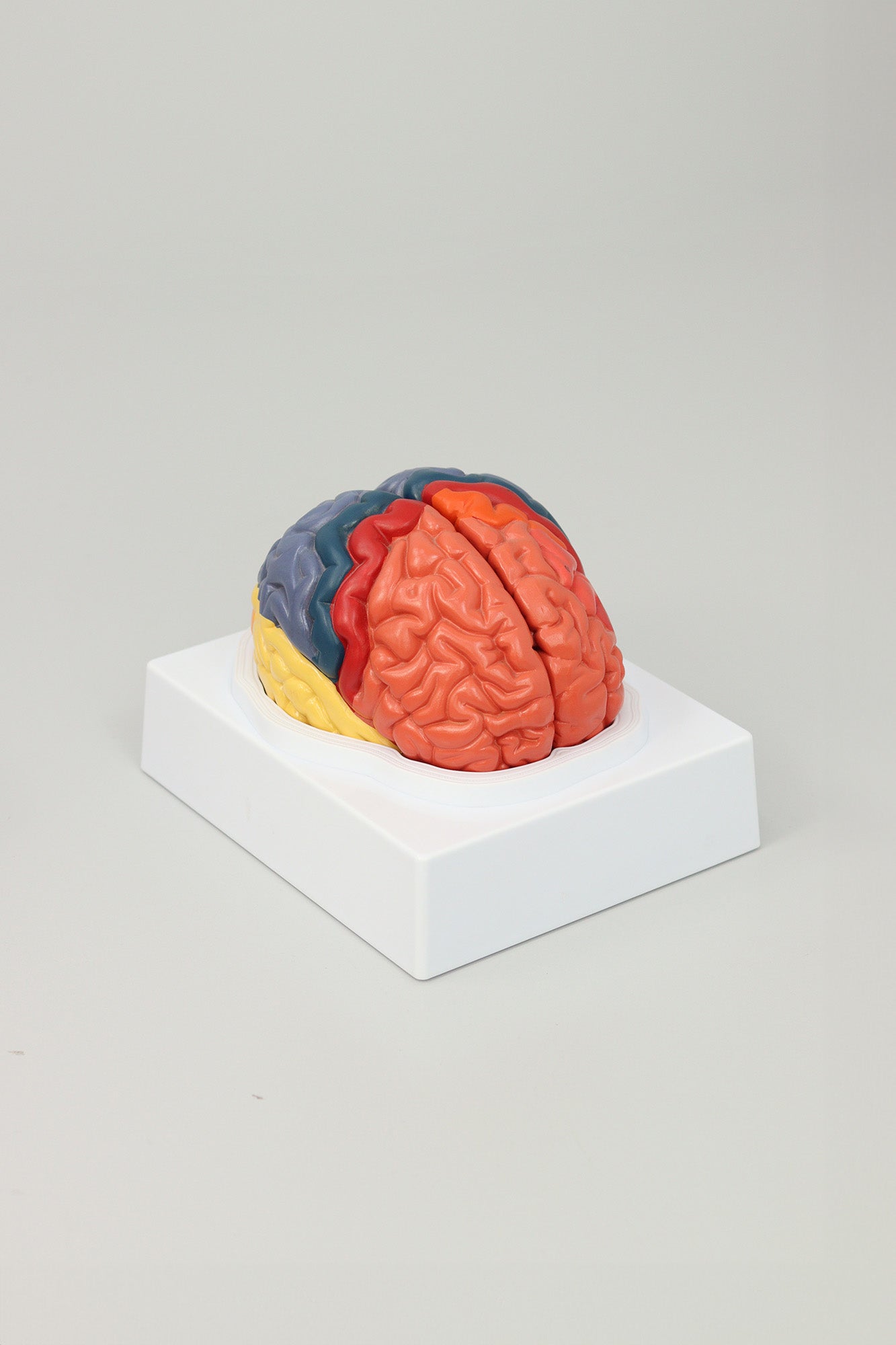 files-brain-lobe-model-jpg