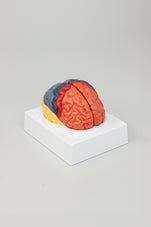 files-brain-lobe-model-jpg