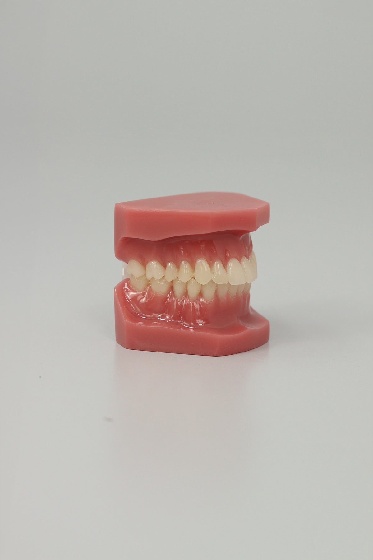 Dental Adult Anatomical Jaw, fourth view
