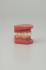 files-dental-adult-anatomical-jaw-fourth-view-jpg