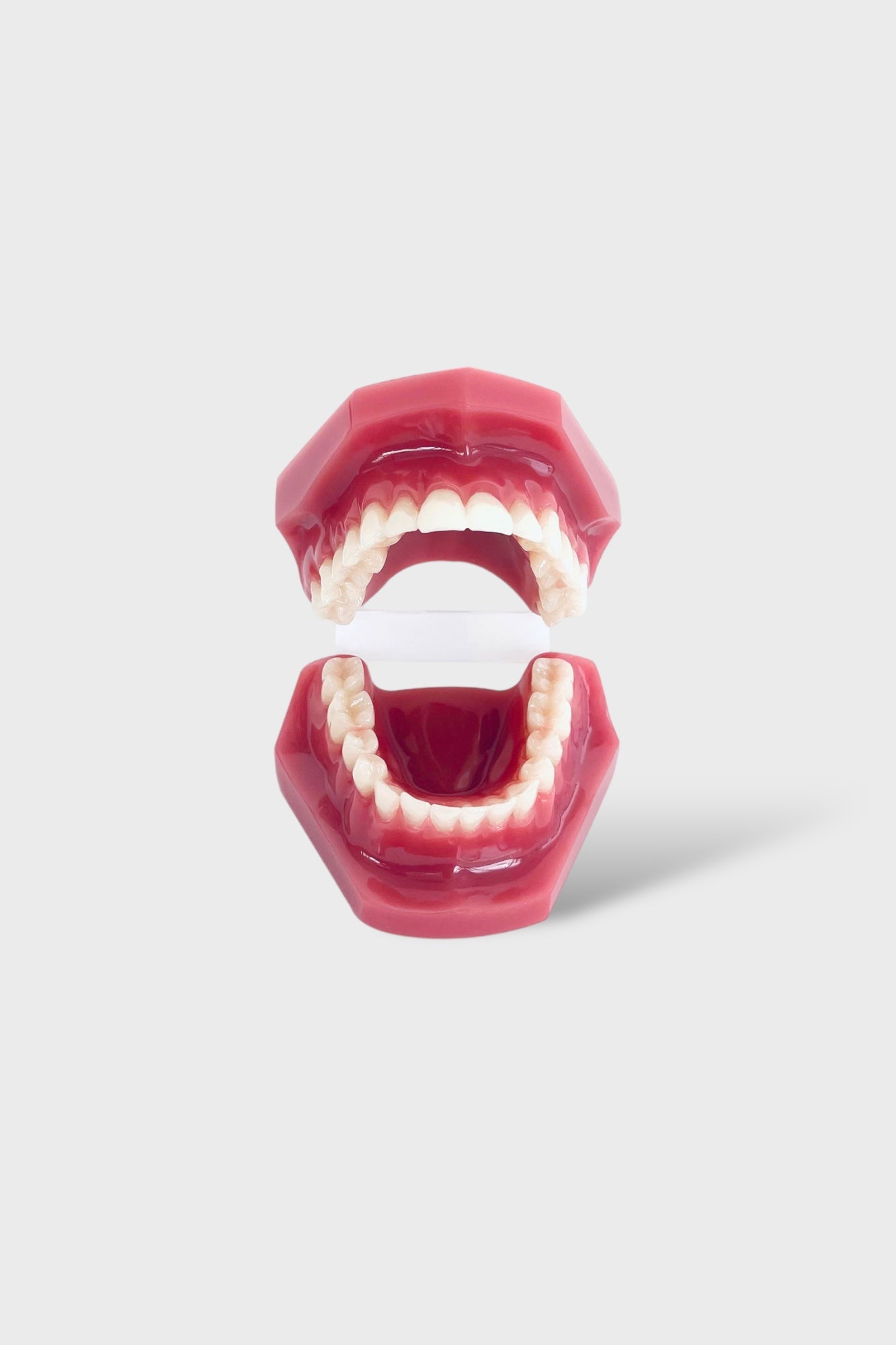 files-dental-adult-anatomical-jaw-second-view-jpg