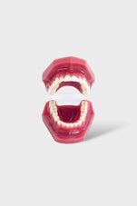 files-dental-adult-anatomical-jaw-second-view-jpg
