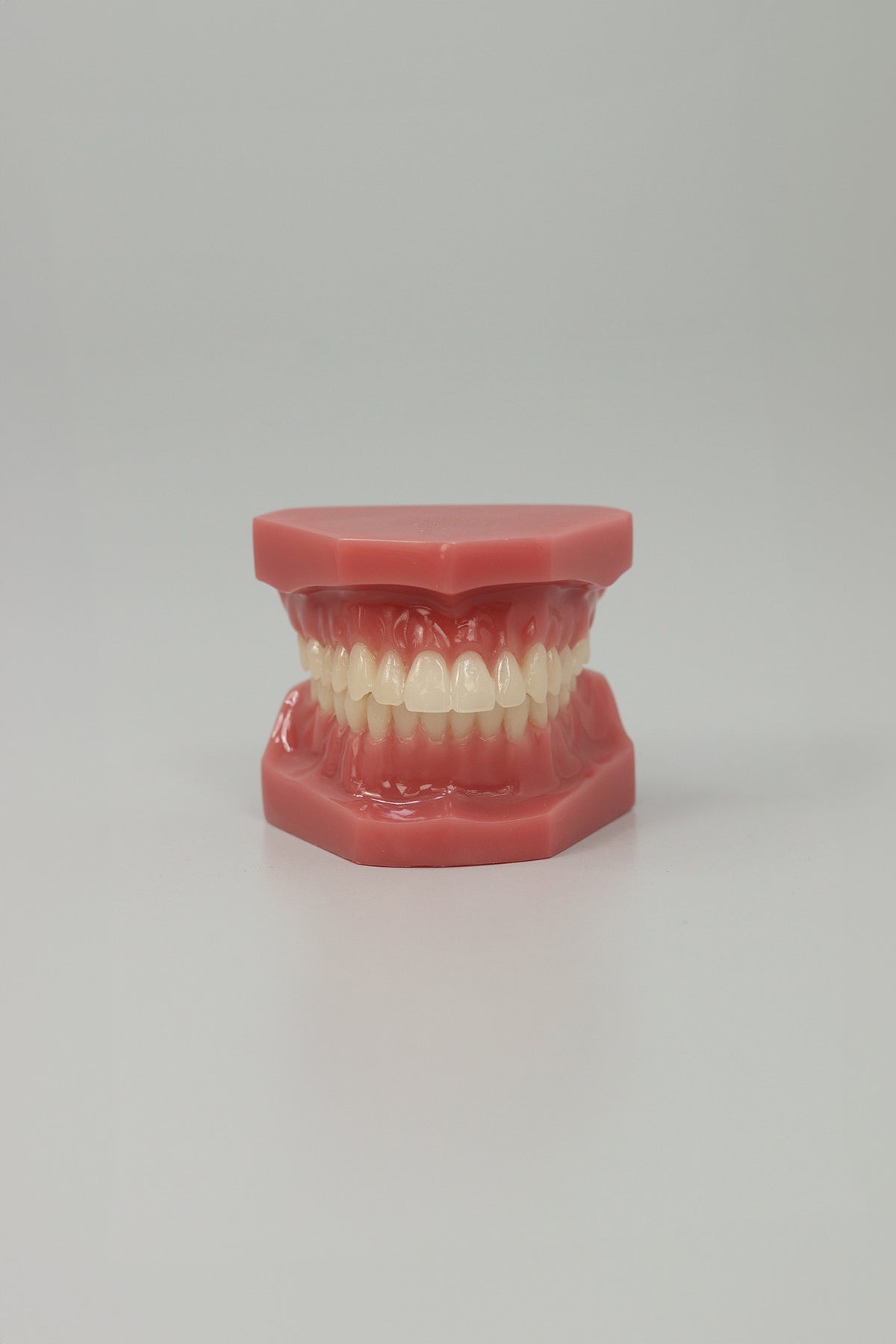 Dental Adult Anatomical Jaw, third view