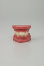 files-dental-adult-anatomical-jaw-third-view-jpg