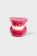 files-dental-adult-anatomical-jaw-jpg