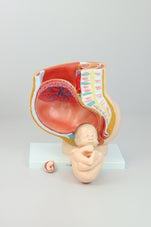files-female-sagittal-anatomy-model-second-view-jpg