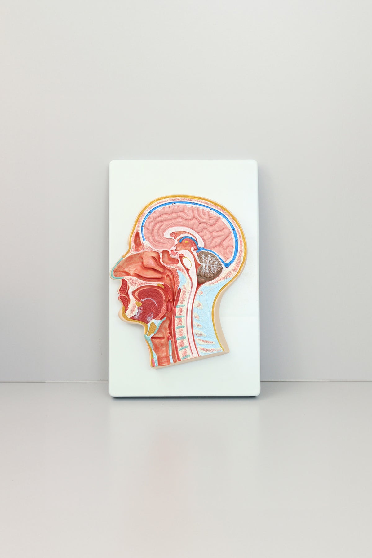 Head Middle Section Model