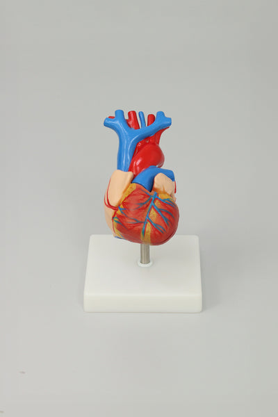Heart Anatomy Model