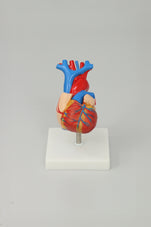 files-heart-anatomy-model-jpg