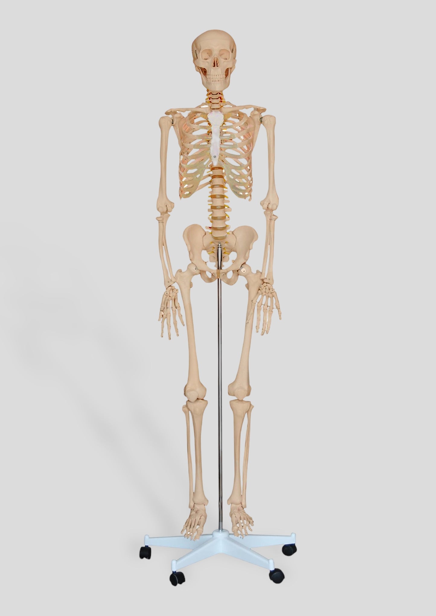 180cm lifesize anatomical skelton body 