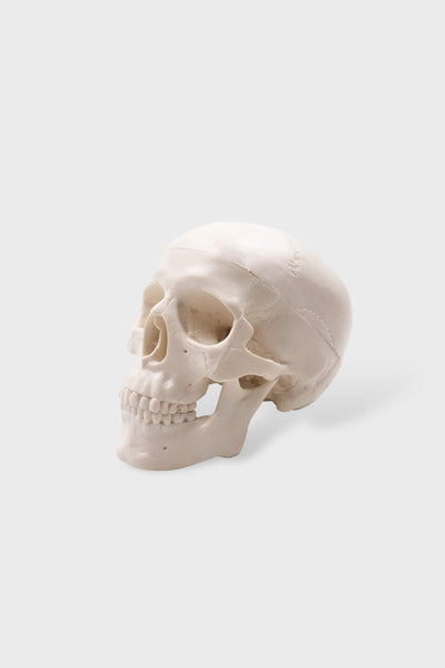 Mini Skull Model