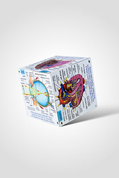 Anatomy Cube