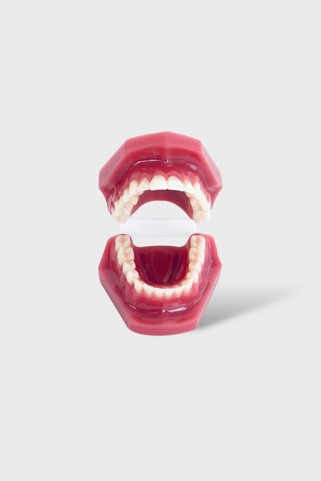 Dental Adult Anatomical Jaw