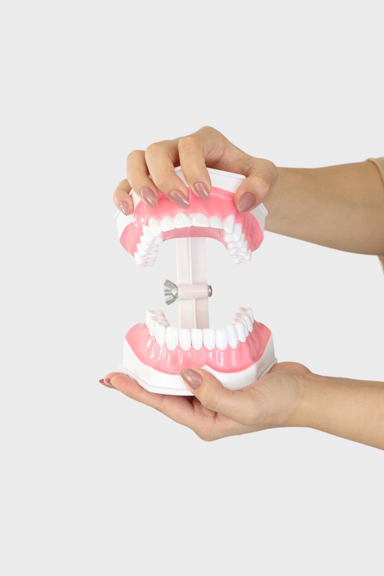 Dental Teeth Practice Model