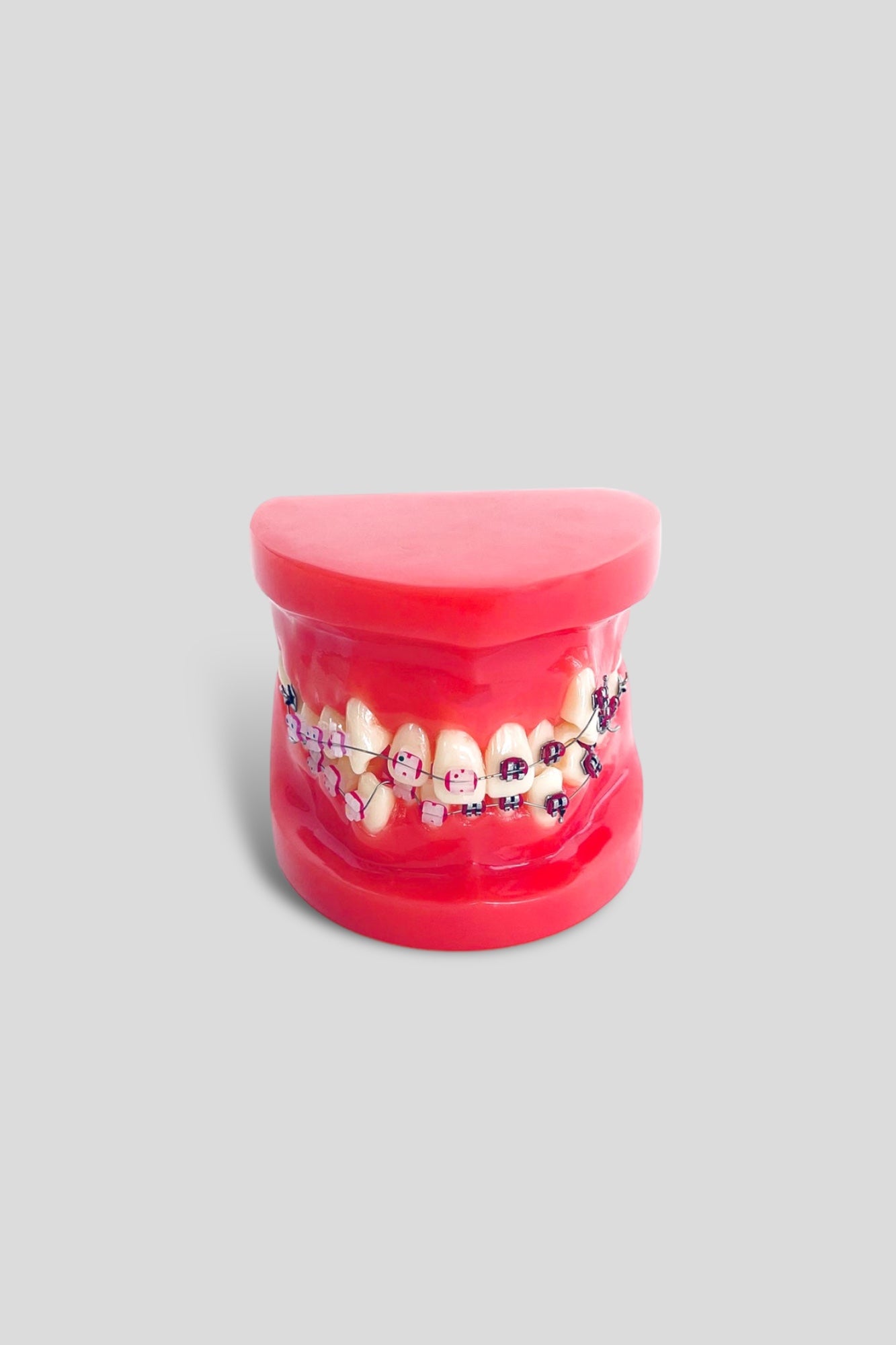 Ortho Dental Tooth Model With Brace
