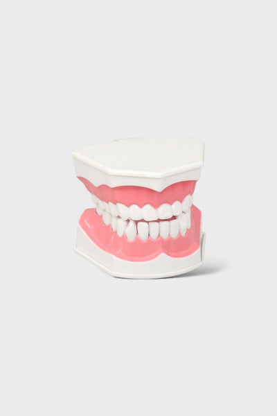 Dental Teeth Practice Model