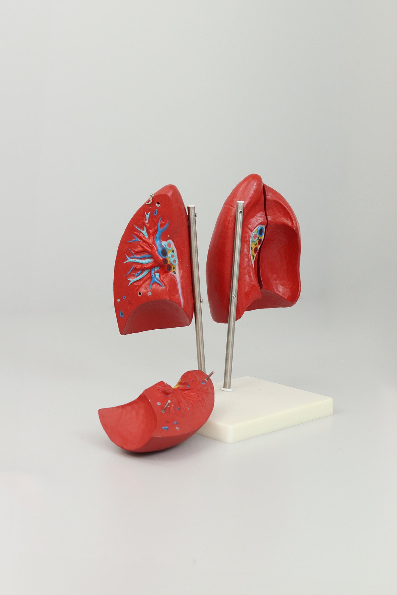 files-lung-anatomy-model-second-view-jpg