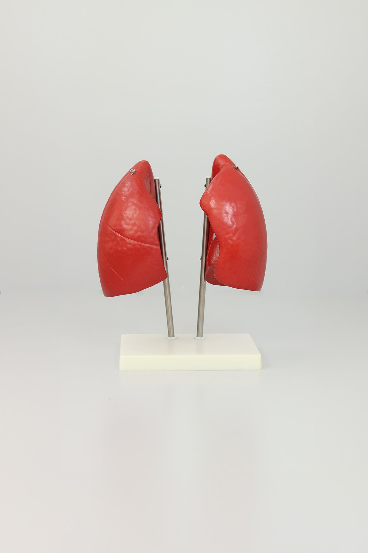 Lung Anatomy Model, third view
