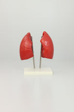 files-lung-anatomy-model-third-view-jpg