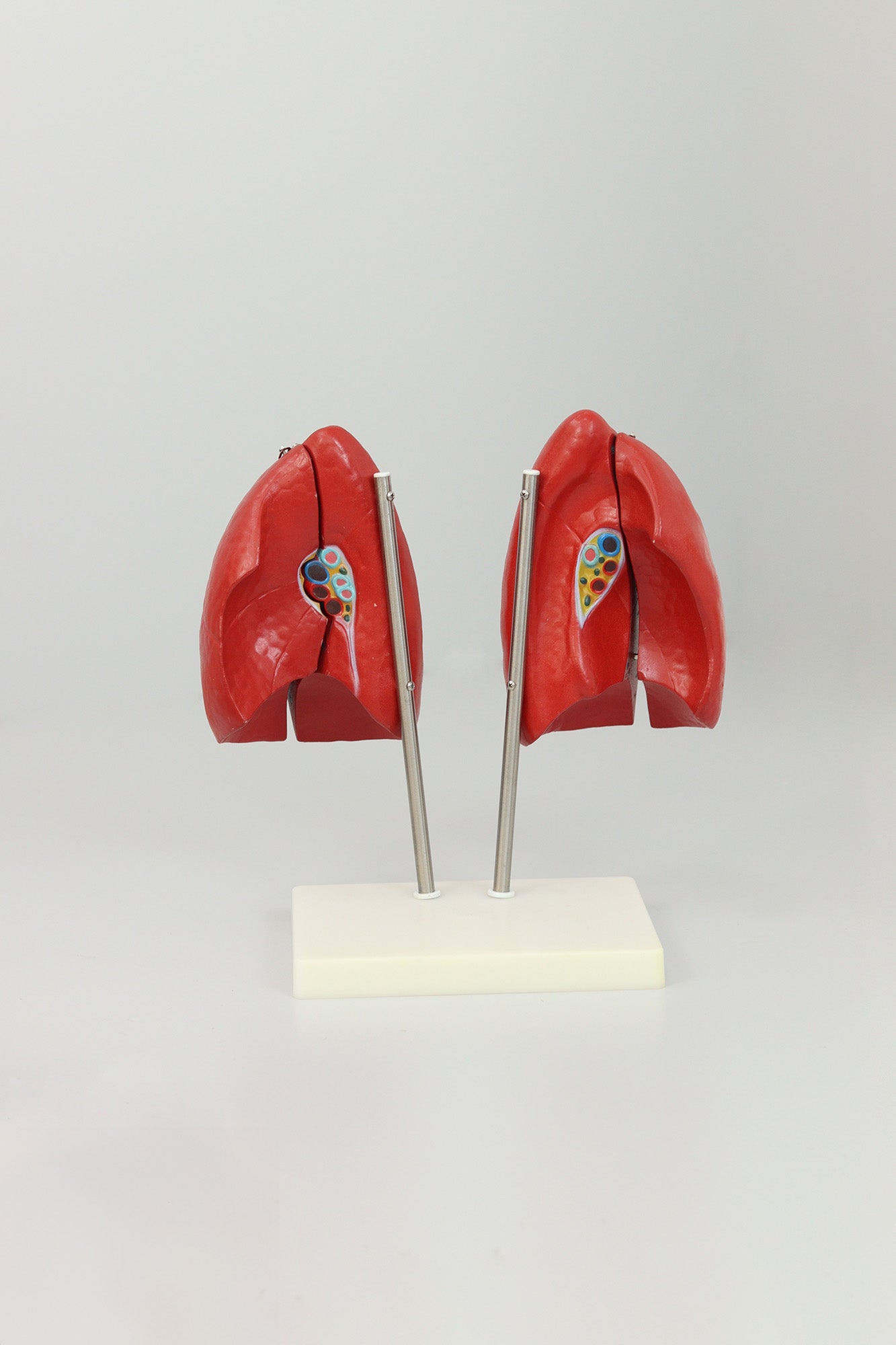 files-lung-anatomy-model-jpg