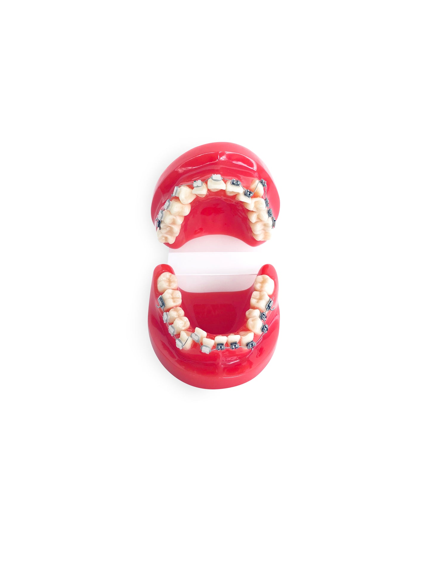 Ortho Dental Tooth Model With Brace