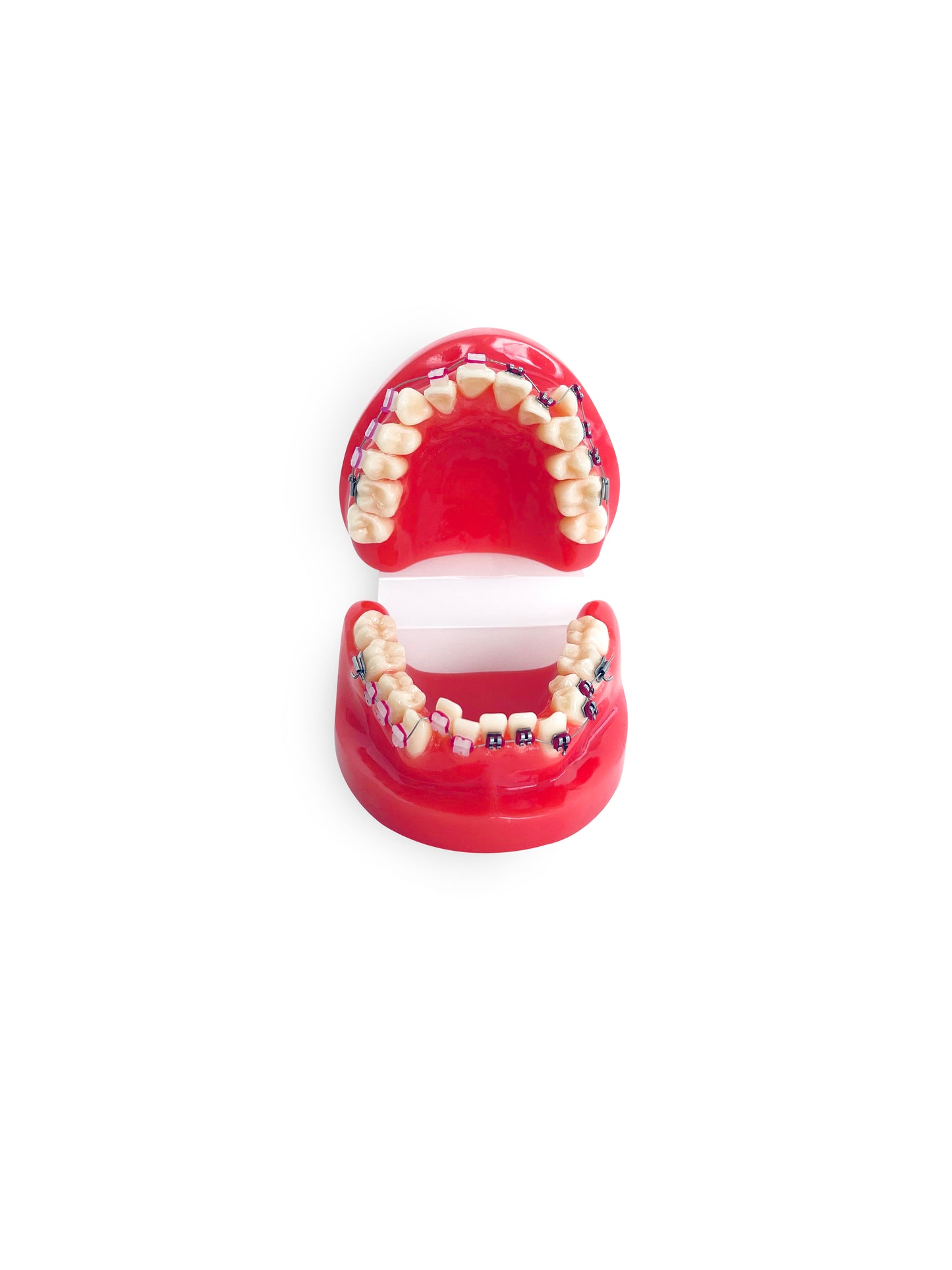Ortho Dental Tooth Model With Brace