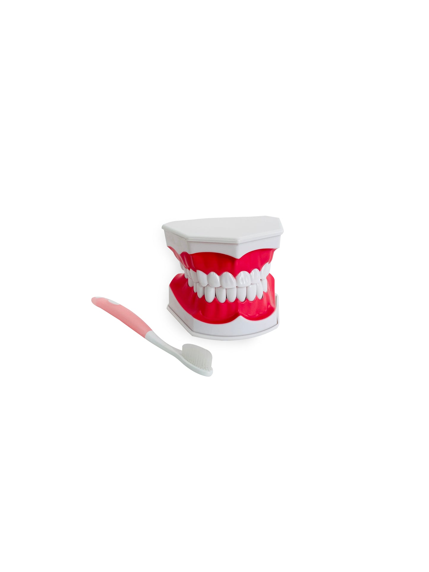 الفك التشريحي مع فرشاة الأسنان