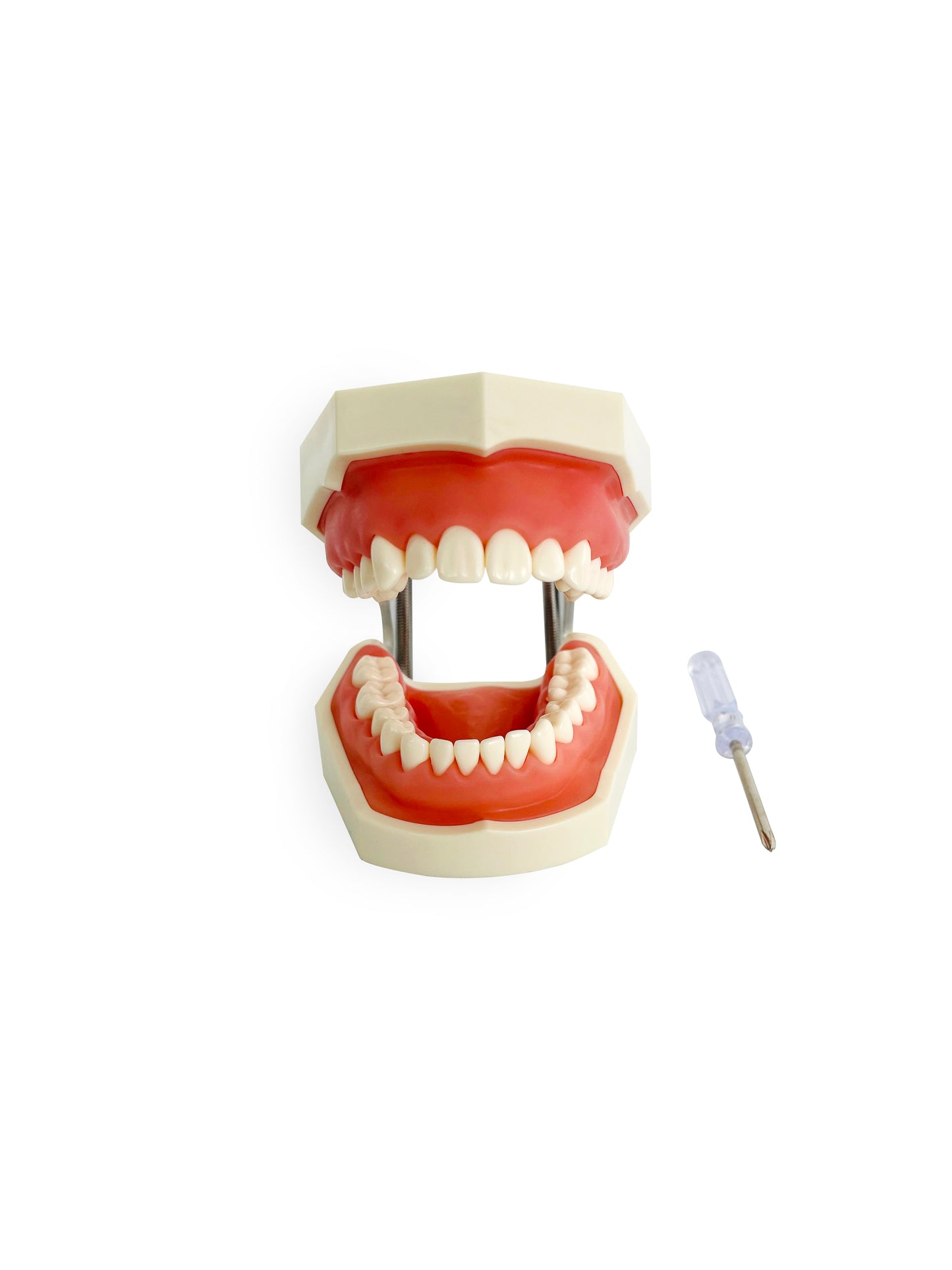 Dental Teeth Practice Model