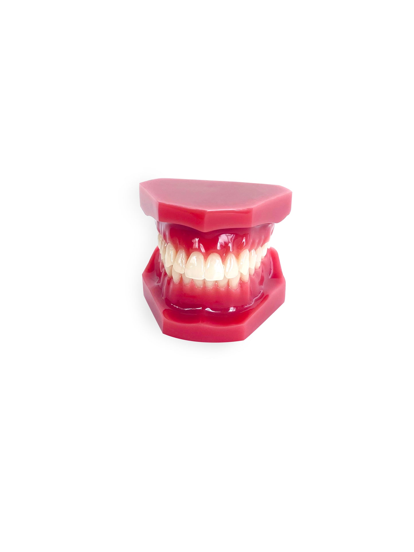 Dental Adult Anatomical Jaw