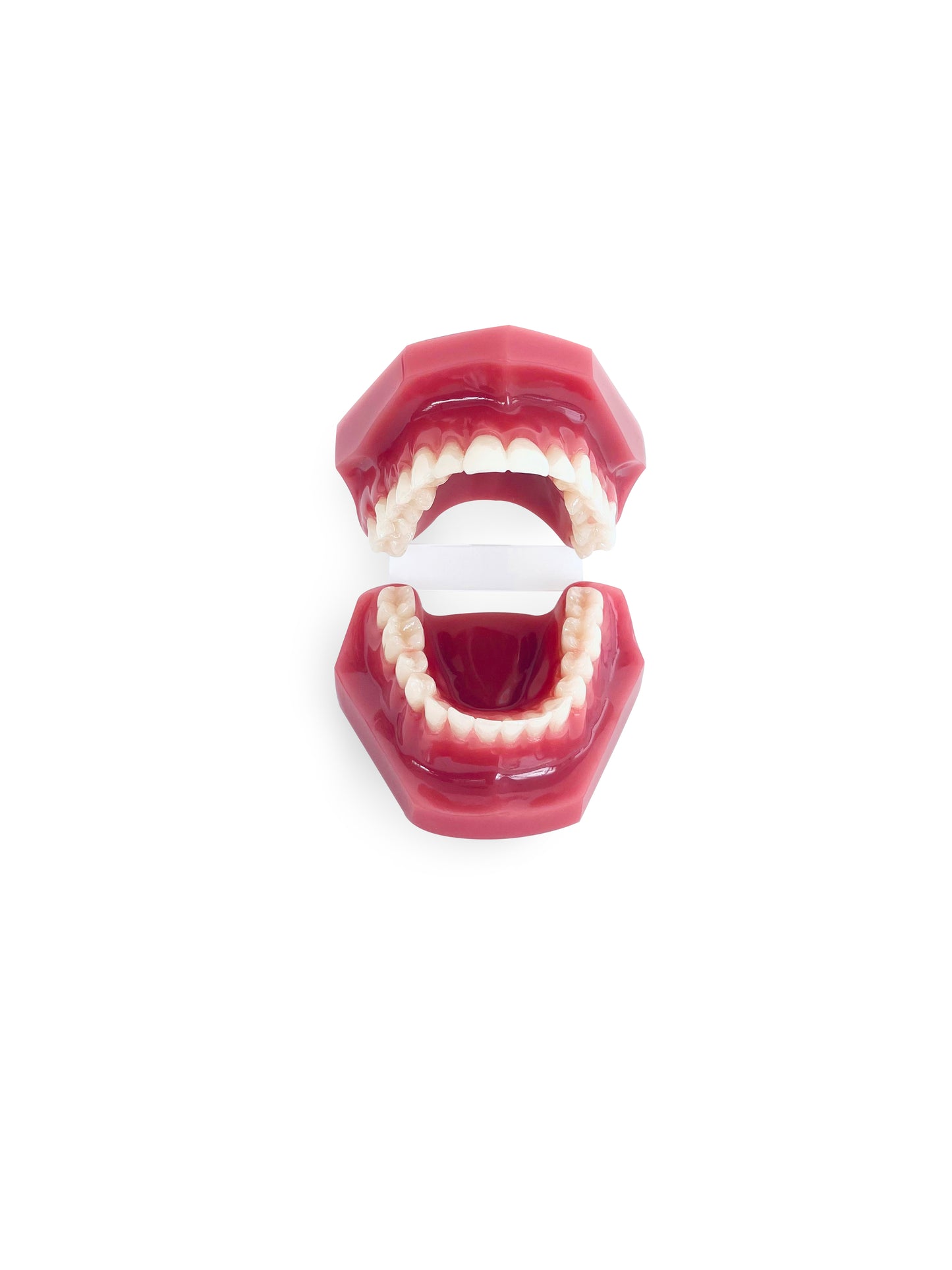 Dental Adult Anatomical Jaw