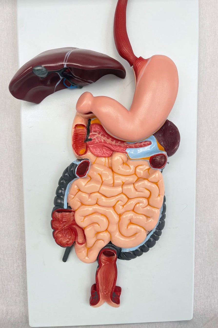 products-digestivesystem-454190-jpg