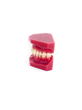 products-dental-adult-anatomical-jaw-seventh-view-jpg