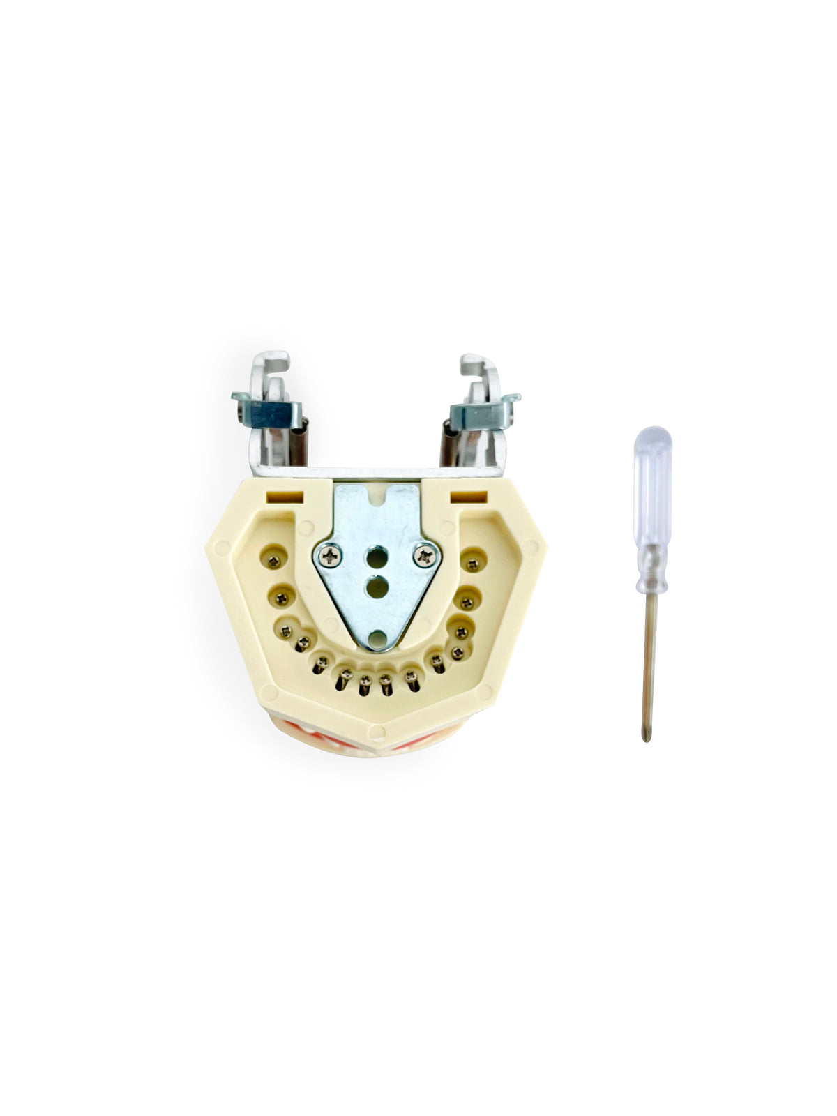Dental Teeth Practice Model, second view