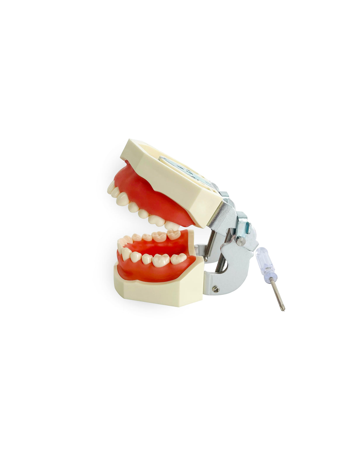 Dental Teeth Practice Model, third view