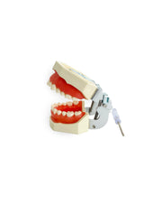 products-dental-teeth-practice-model-third-view-jpg