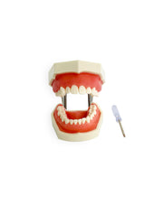 products-dental-teeth-practice-model-jpg