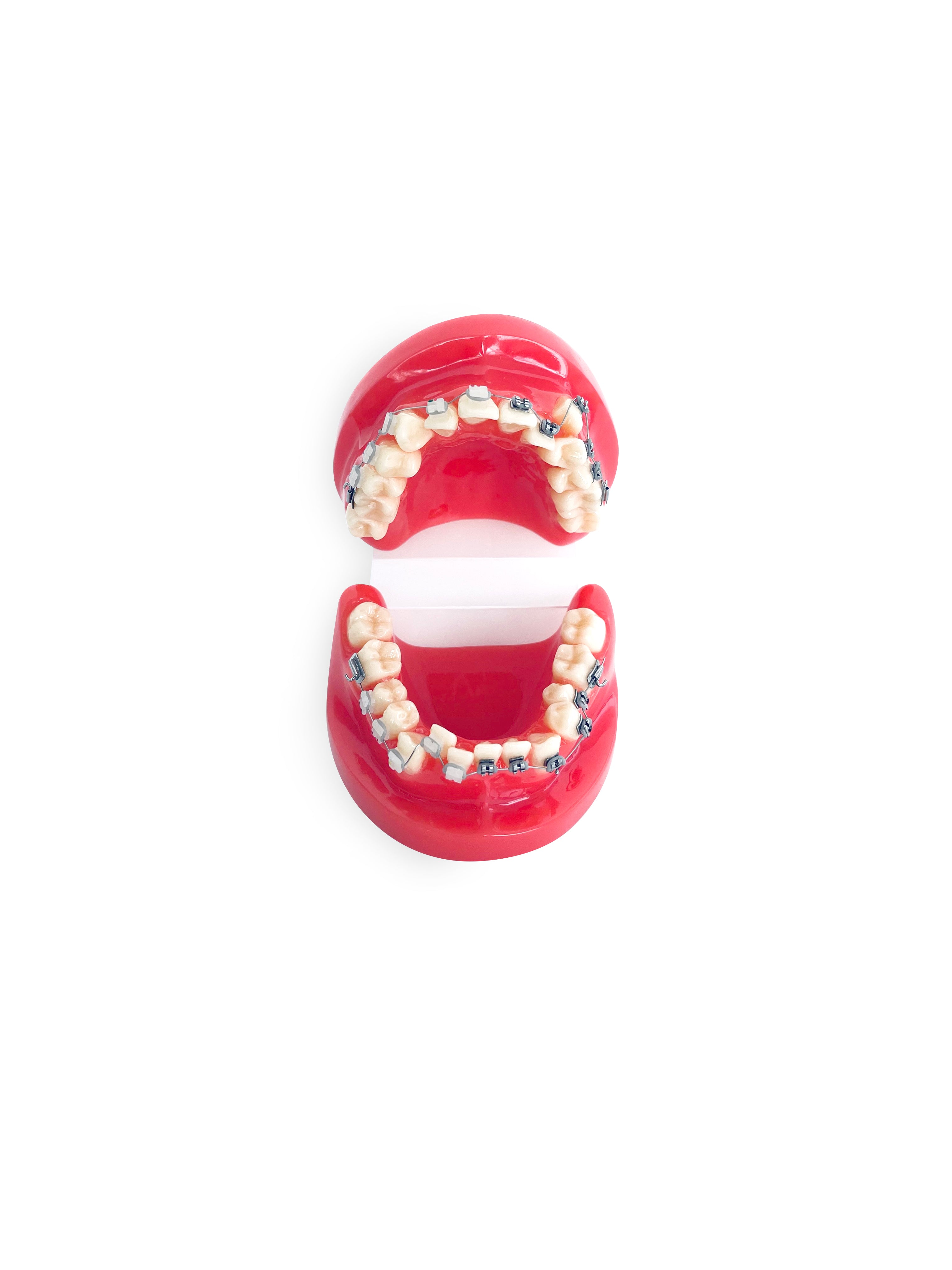 products-ortho-dental-tooth-model-with-brace-third-view-jpg