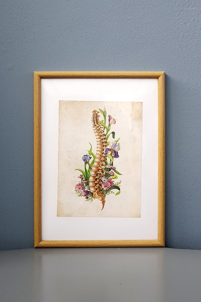 Spine Anatomy Flower Anatomy - Framed Medical Art
