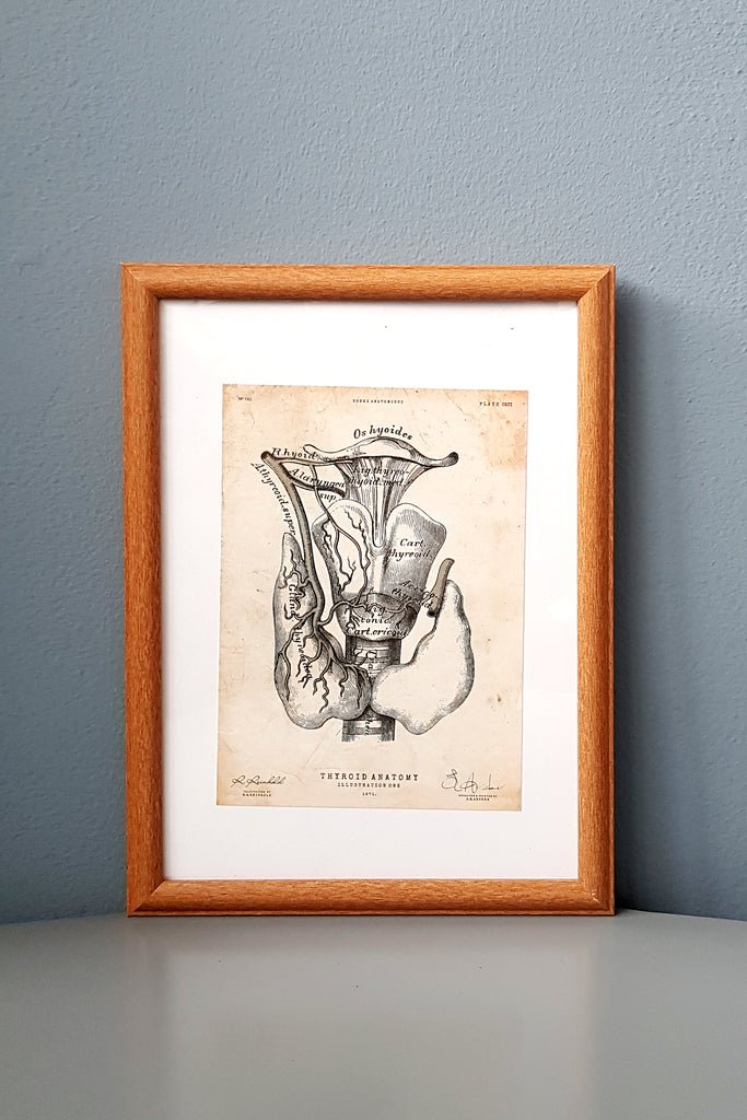 Thyroid Anatomy Pencil Art - Framed Medical Art