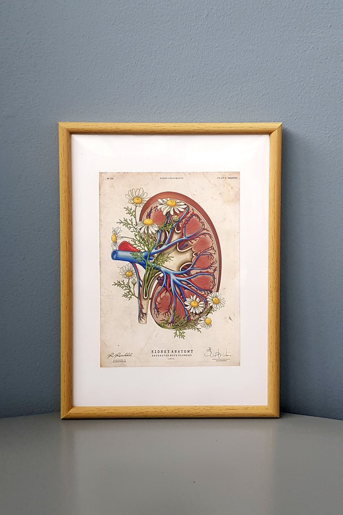 Kidney Flower Anatomy - Framed Medical Art