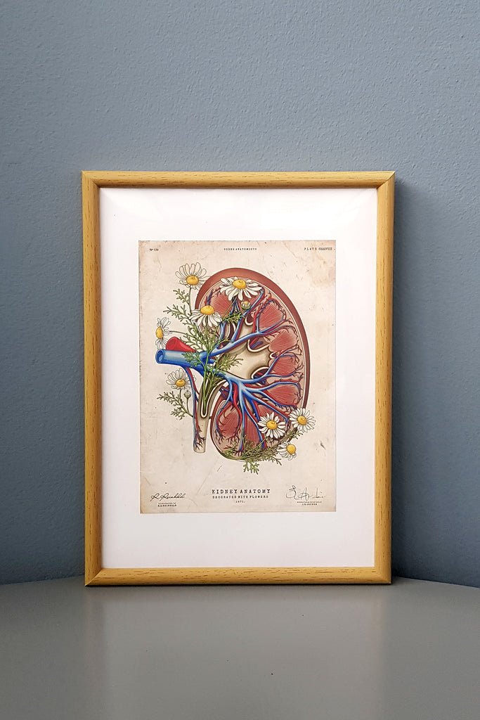 Kidney Flower Anatomy - Framed Medical Art
