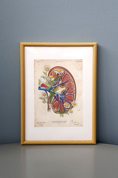 Kidney Flower Anatomy - Framed Medical Art
