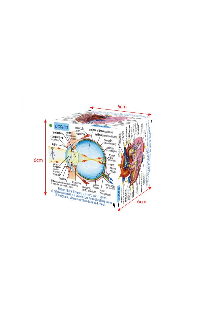 Anatomy Cube